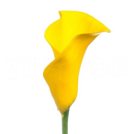 Zantedeschia long beach