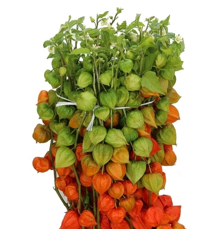 Physalis lampion | Wholesale flowers, plants and supplies Physalis lampion