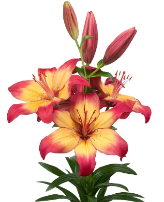 Lilium longiflorum asiatic heartstrings