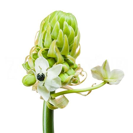 Ornithogalum saundersiae