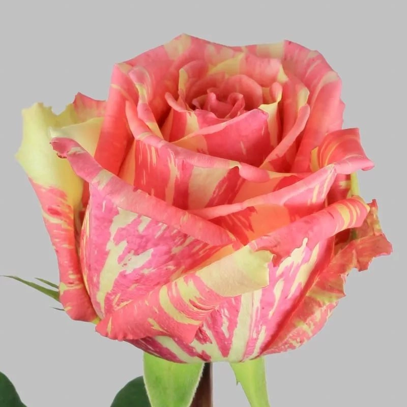 Rose fiesta