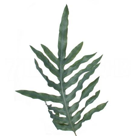 Blad Cyrtomium