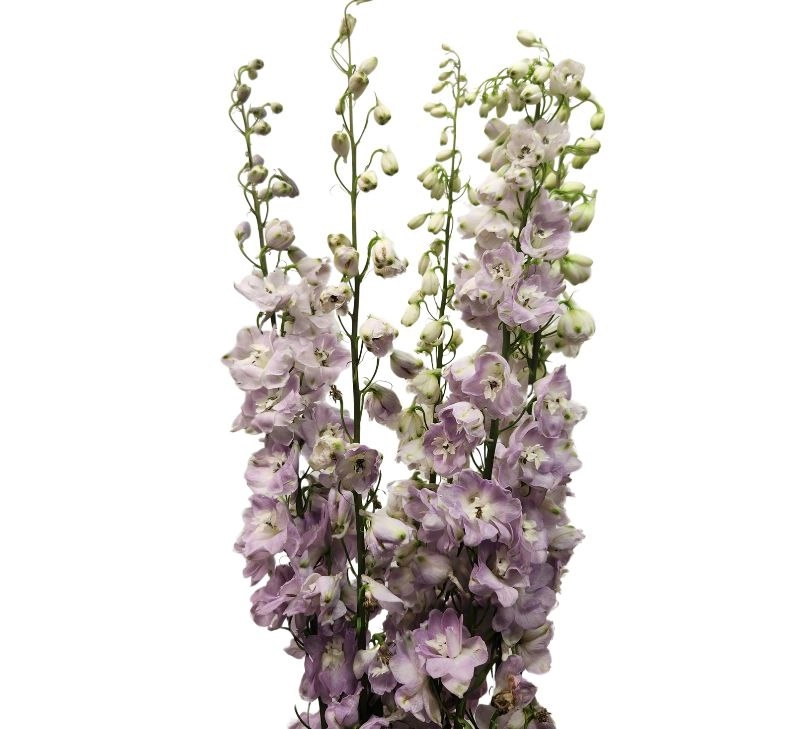 Delphinium pink