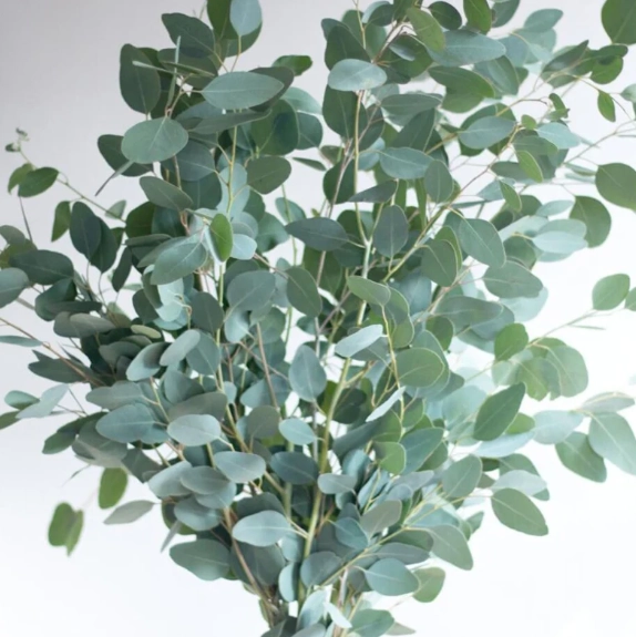 Blad Eucalyptus polyanthemos | Wholesale flowers, plants and supplies Blad Eucalyptus polyanthemos