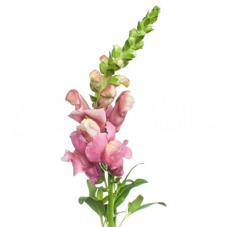 Antirrhinum antibes pink