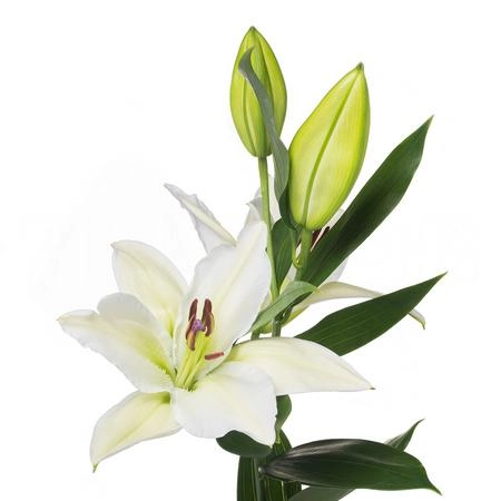 Lilium oriental sisto