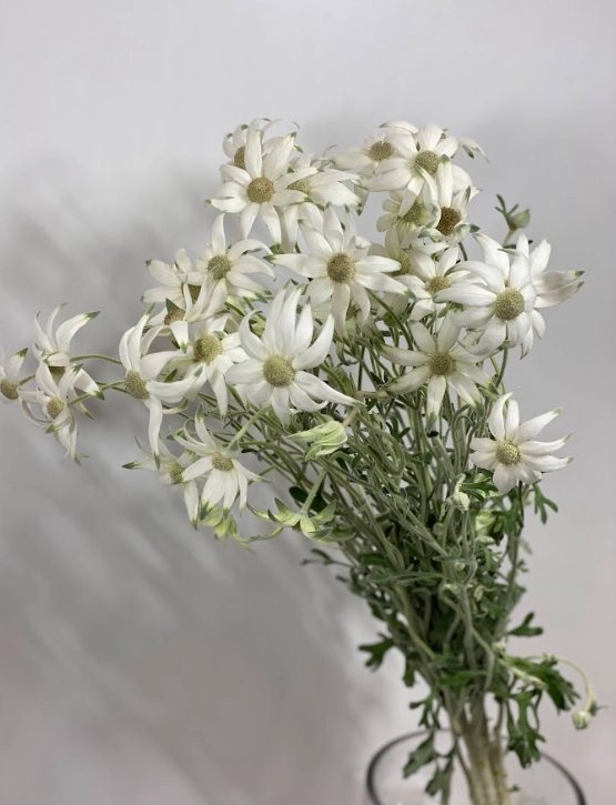 Helianthus actinotus