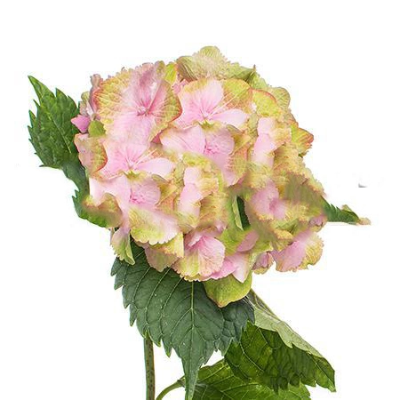 Hydrangea silverstone