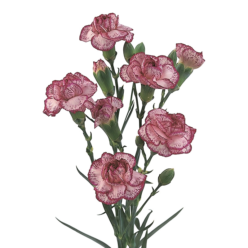 Carnation spray spectro