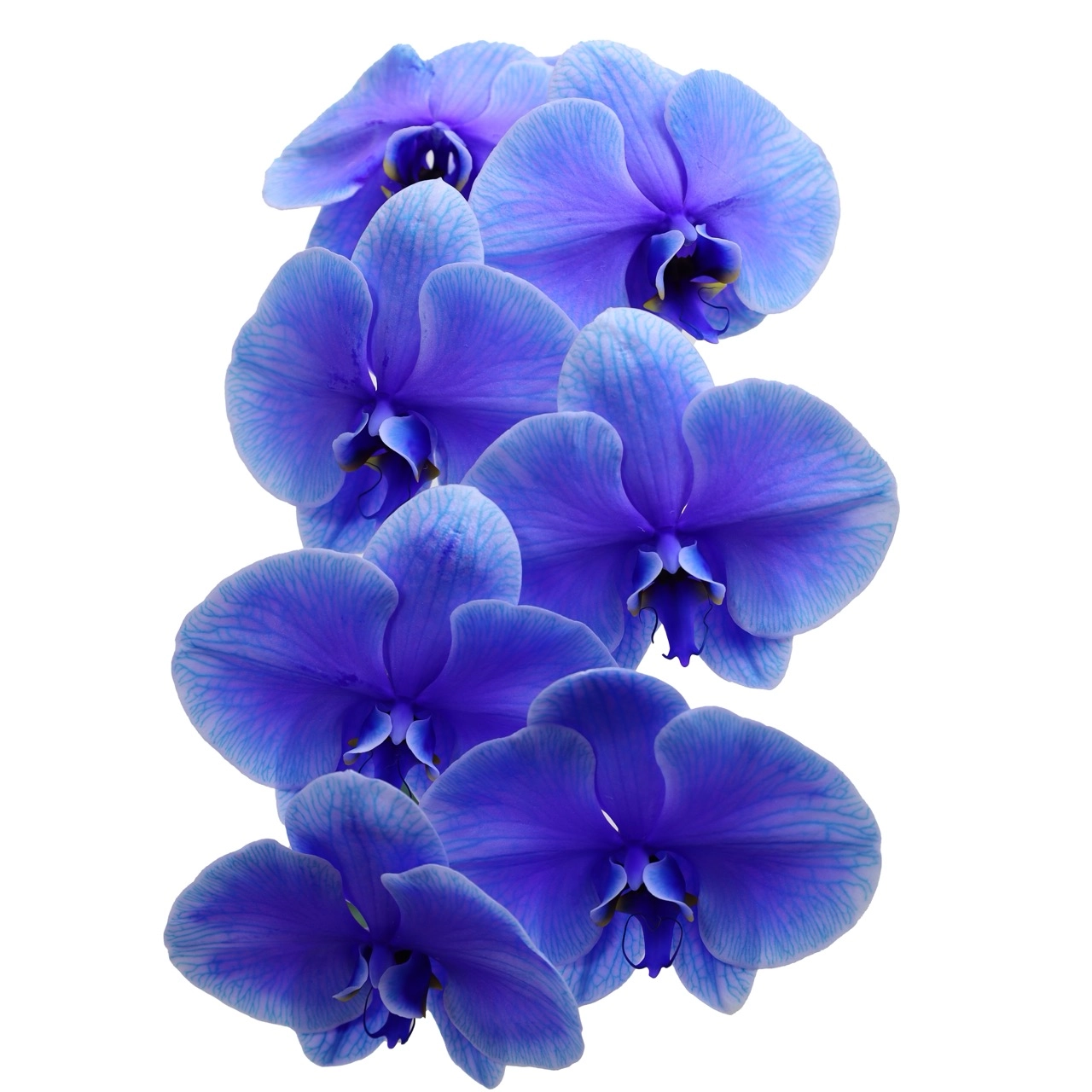 Phalaenopsis dyed bright blue