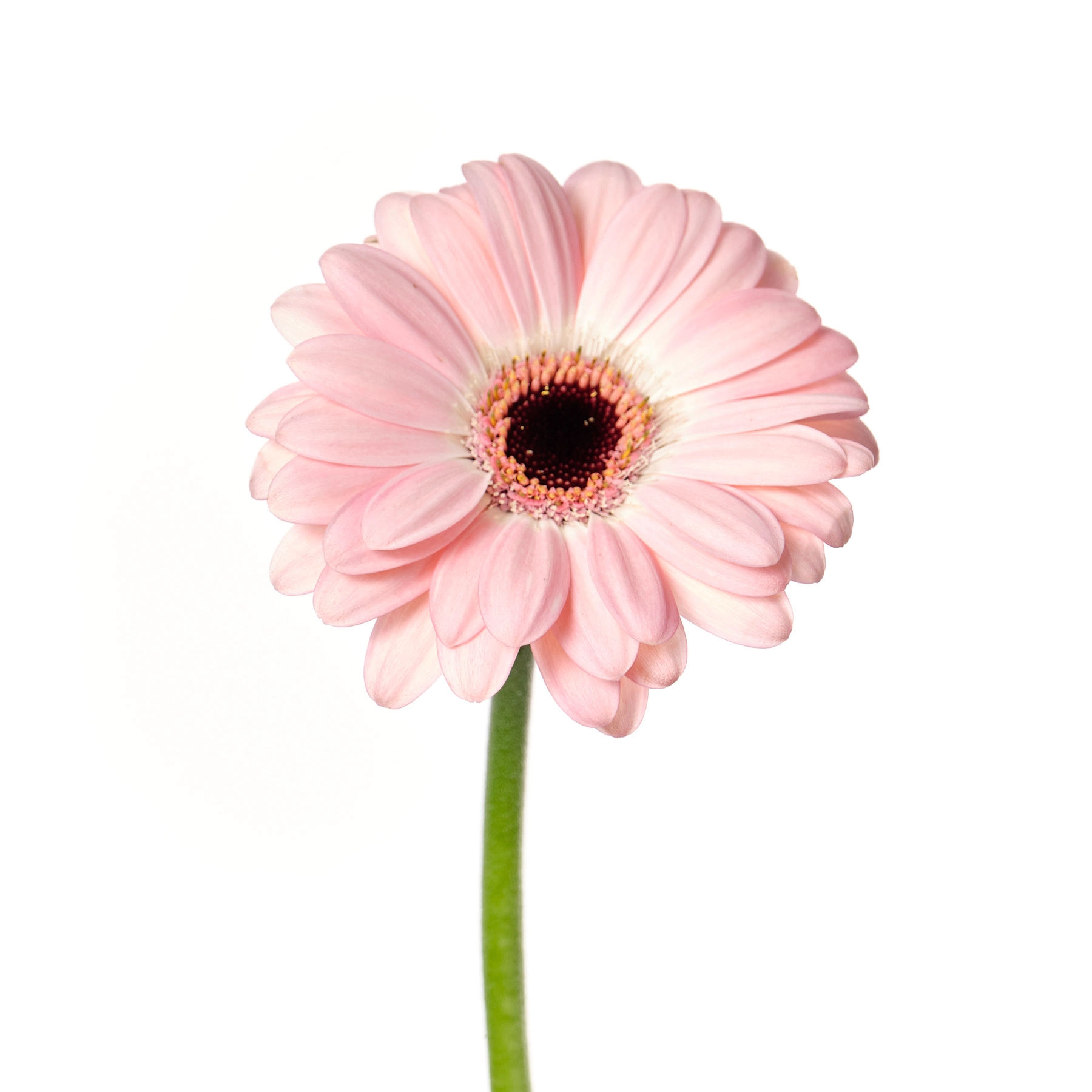 Gerbera mini duet