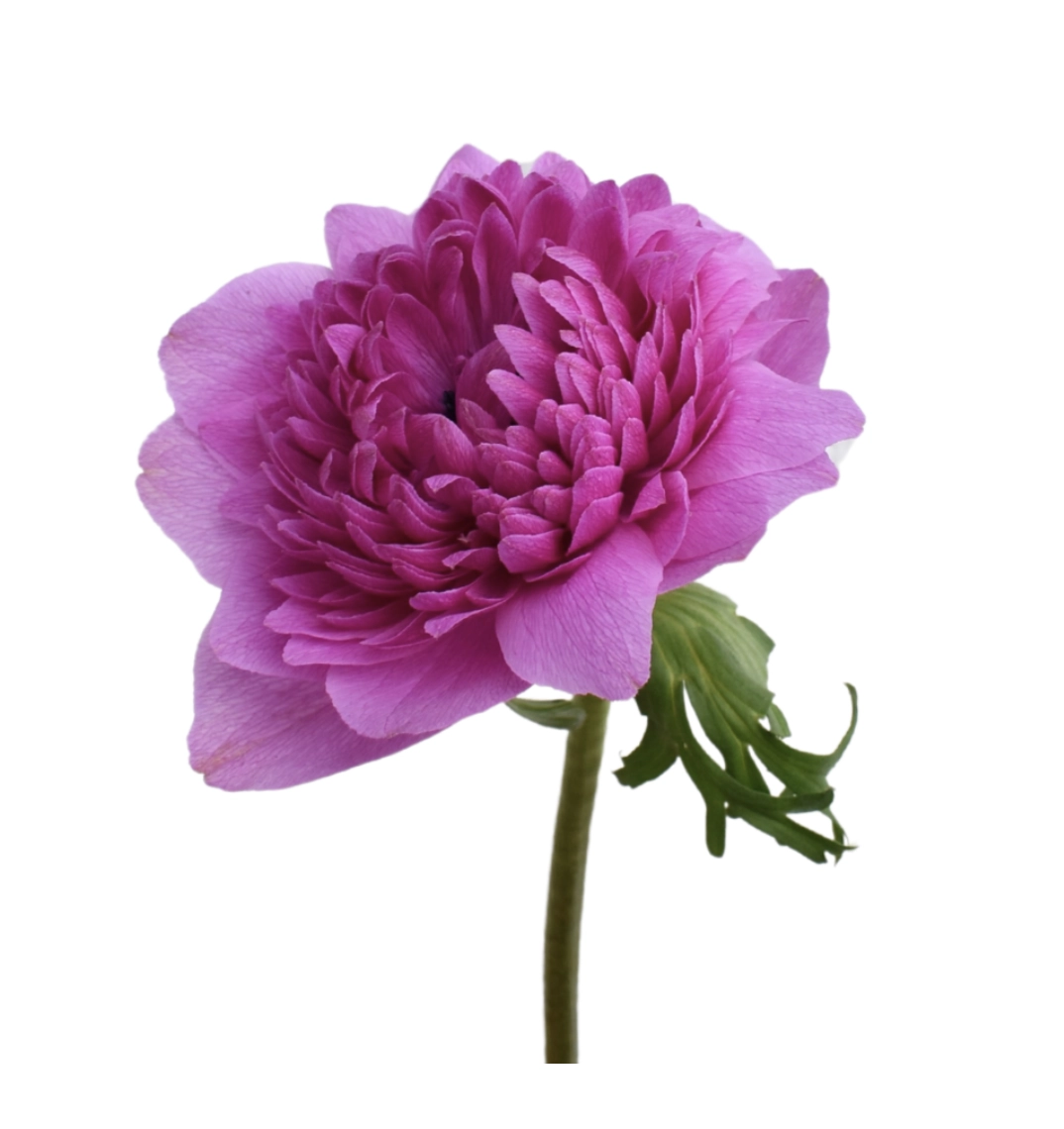 Anemone levante fuchsia