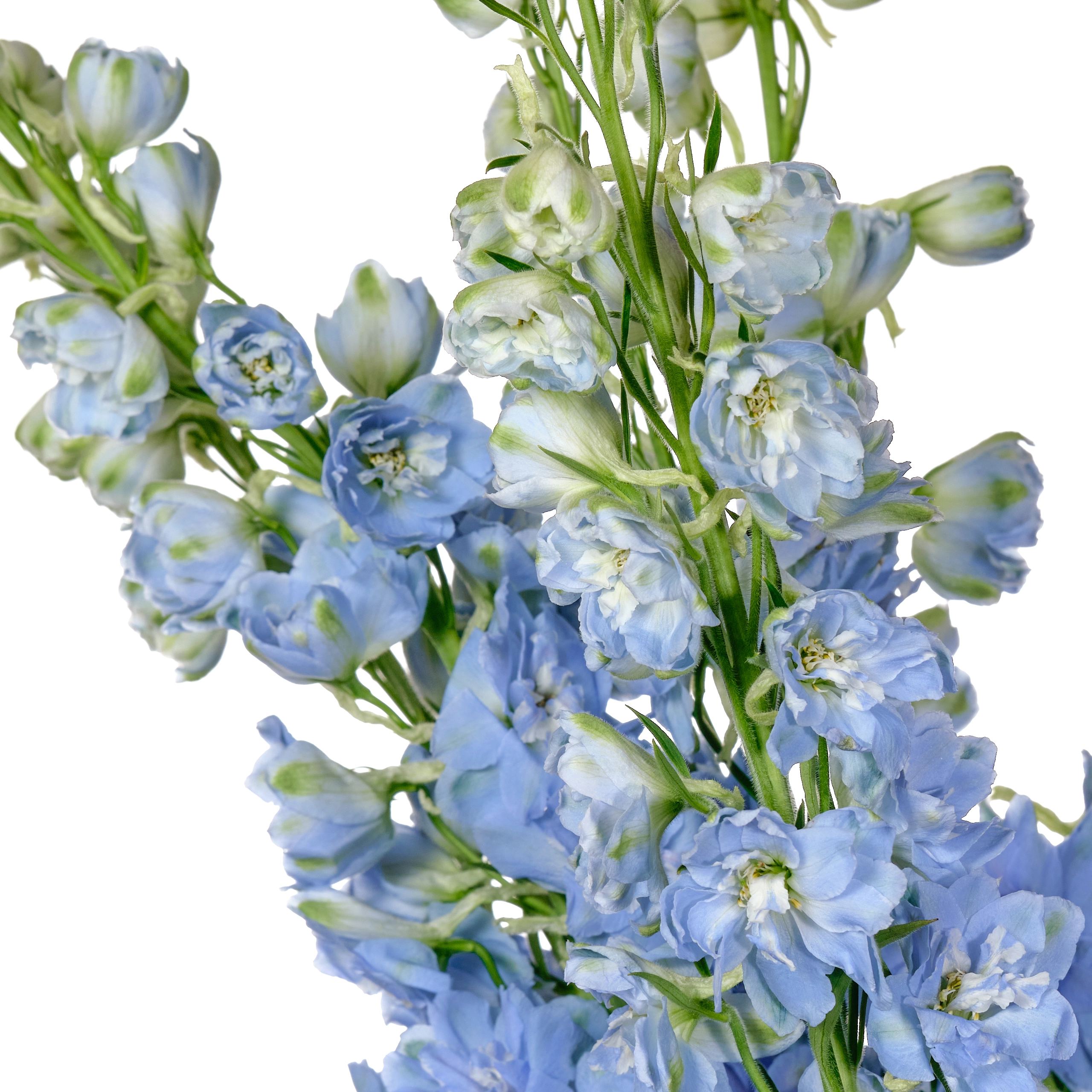 Delphinium double dewi boy
