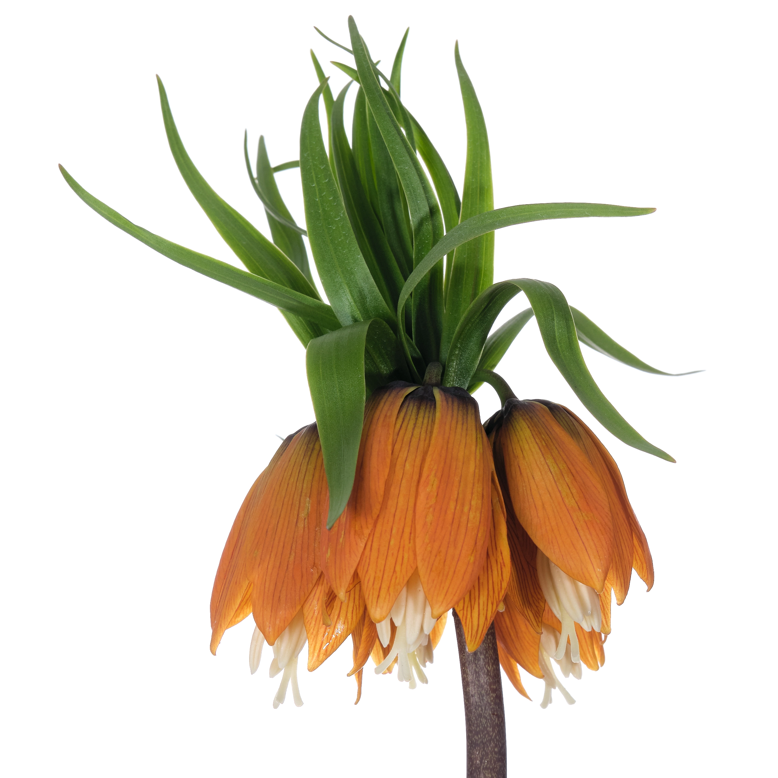 Fritillaria aurora