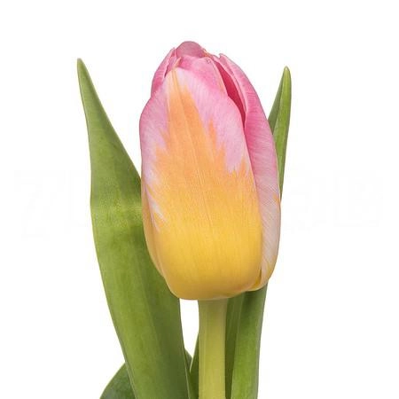 Tulip enkel tom pouce