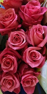 Rose jaipur