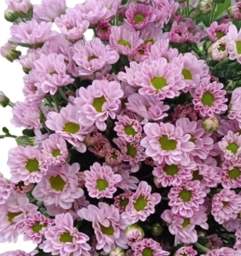 Chrysanthemum santini rosie pink | Wholesale flowers, plants and supplies Chrysanthemum santini rosie pink