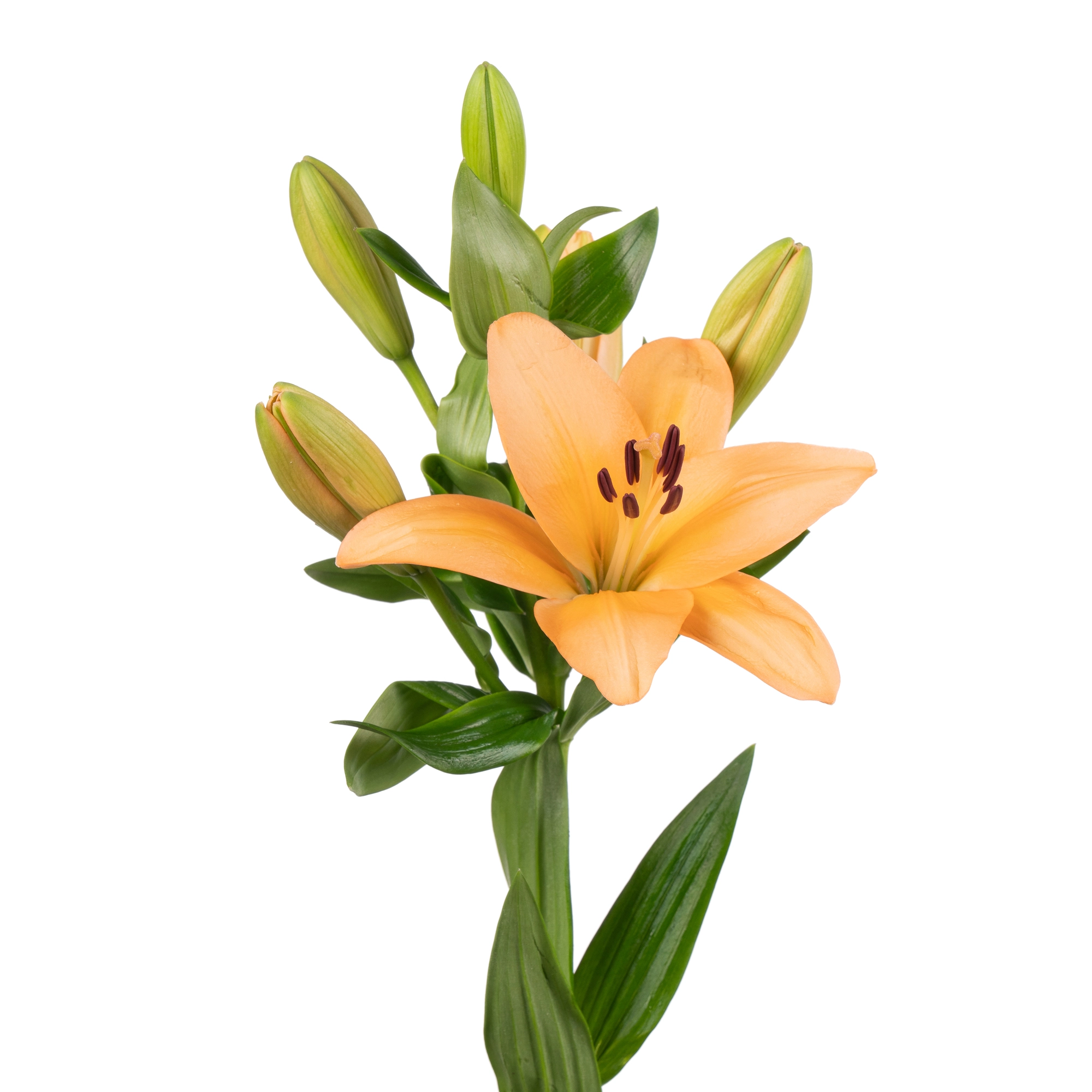 Lilium la-hybrid menorca