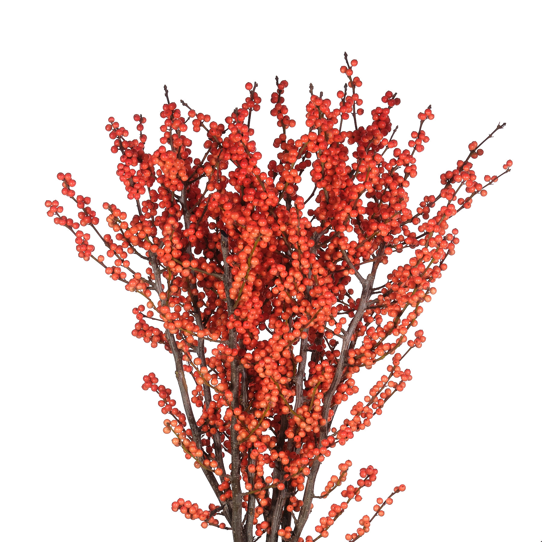 Ilex winter gold | Wholesale flowers, plants and supplies Ilex winter gold