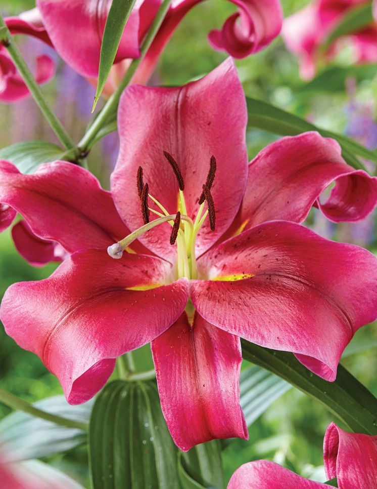 Lilium oriental redford