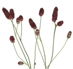 Sanguisorba | Wholesale flowers, plants and supplies Sanguisorba