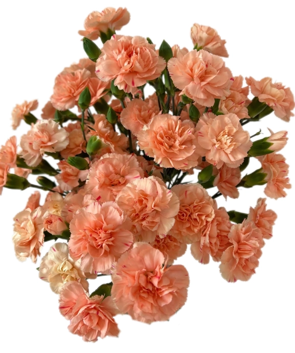 Carnation spray musical notes
