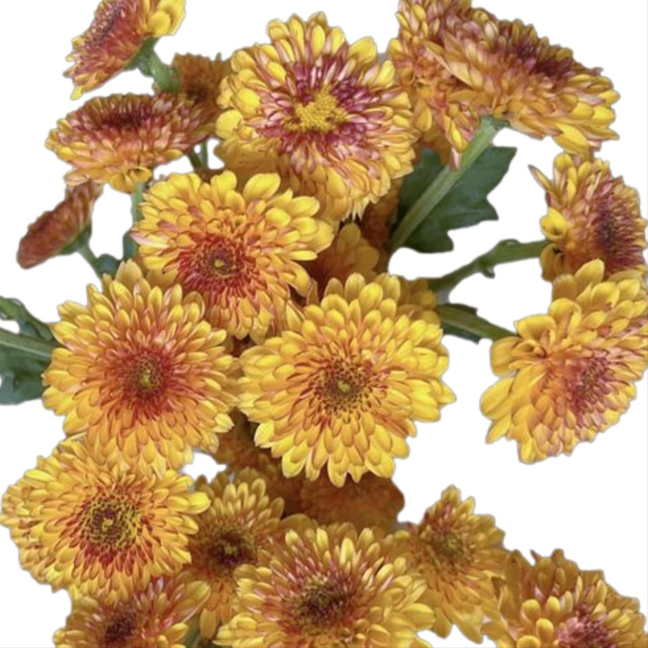 Chrysanthemum santini bruno orange