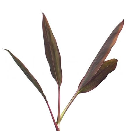 Blad Cordyline red