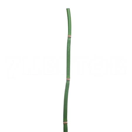 Blad Ophiopogon