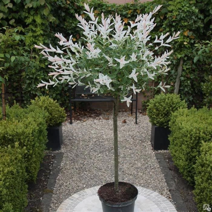Glass vase keg shape