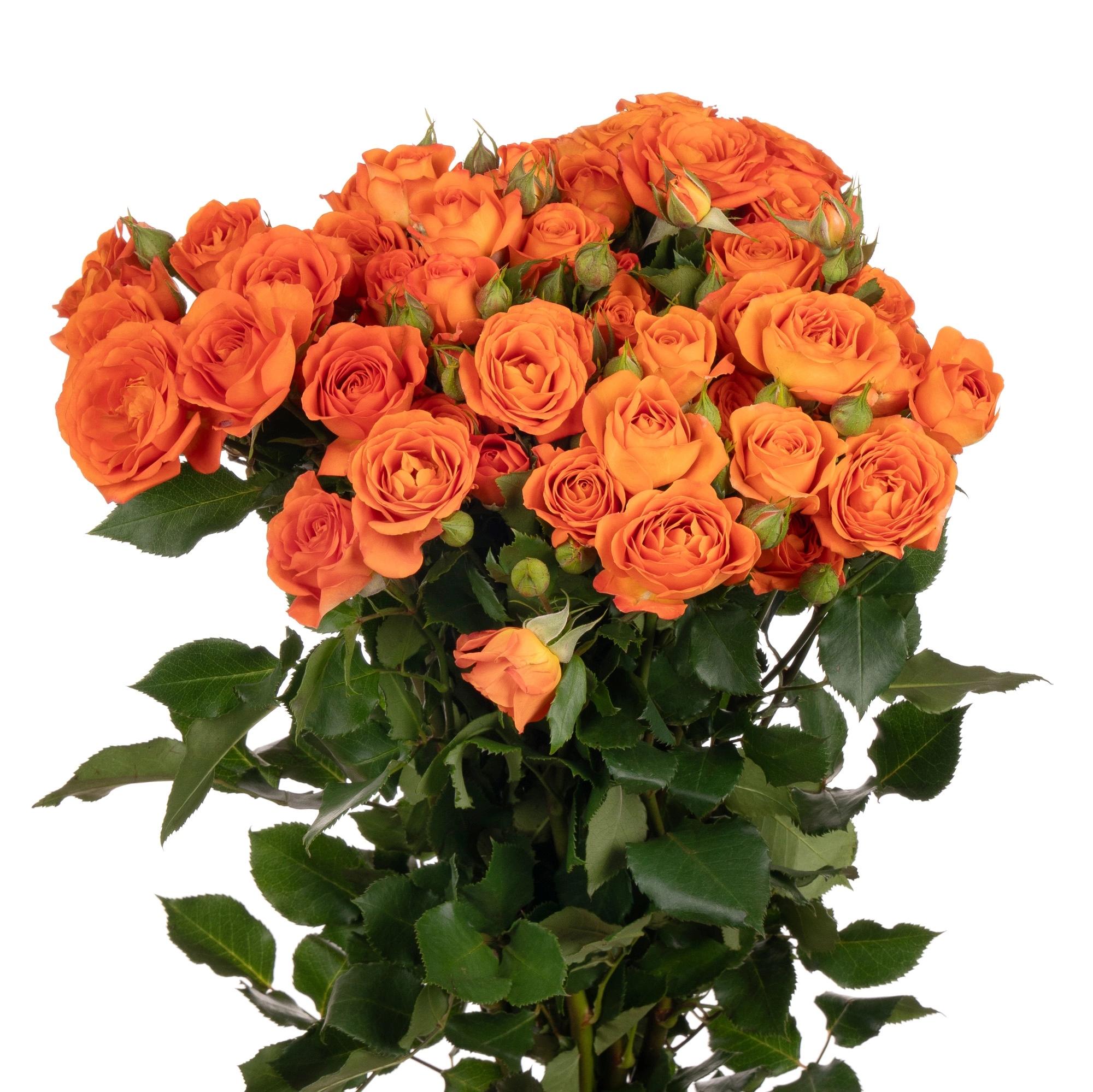 Rose spray babe