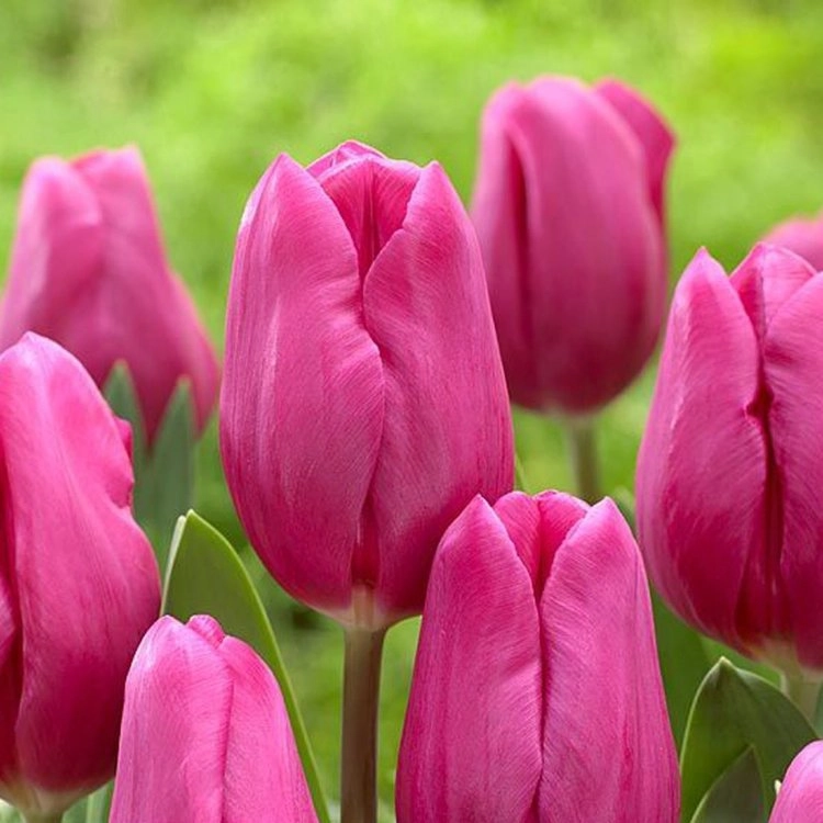 Tulip enkel purple raven