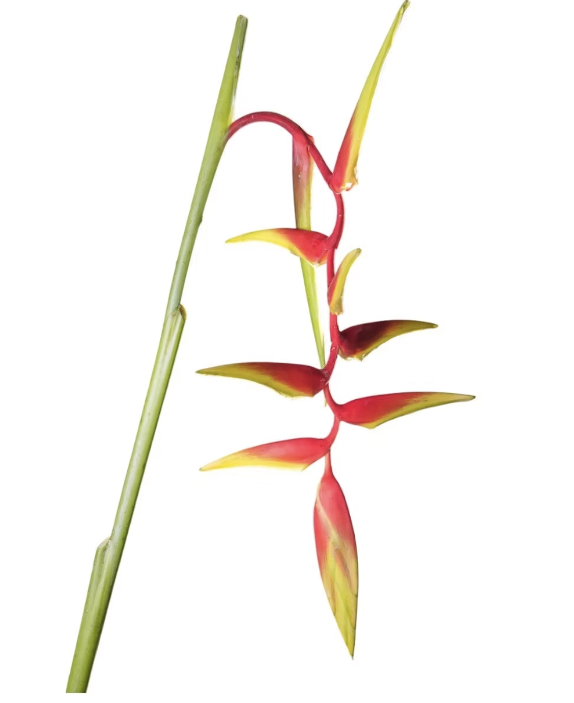 Heliconia sexy orange