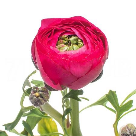 Ranunculus clooney spotlight
