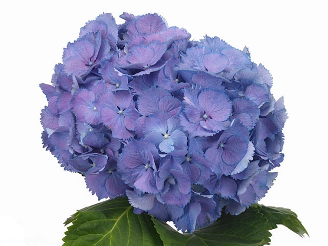 Hydrangea elbtal blue