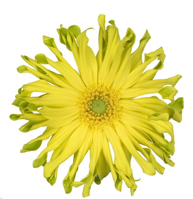 Gerbera pasta limonata