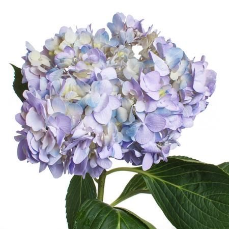 Hydrangea lavender