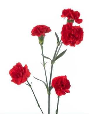 Carnation spray aragon