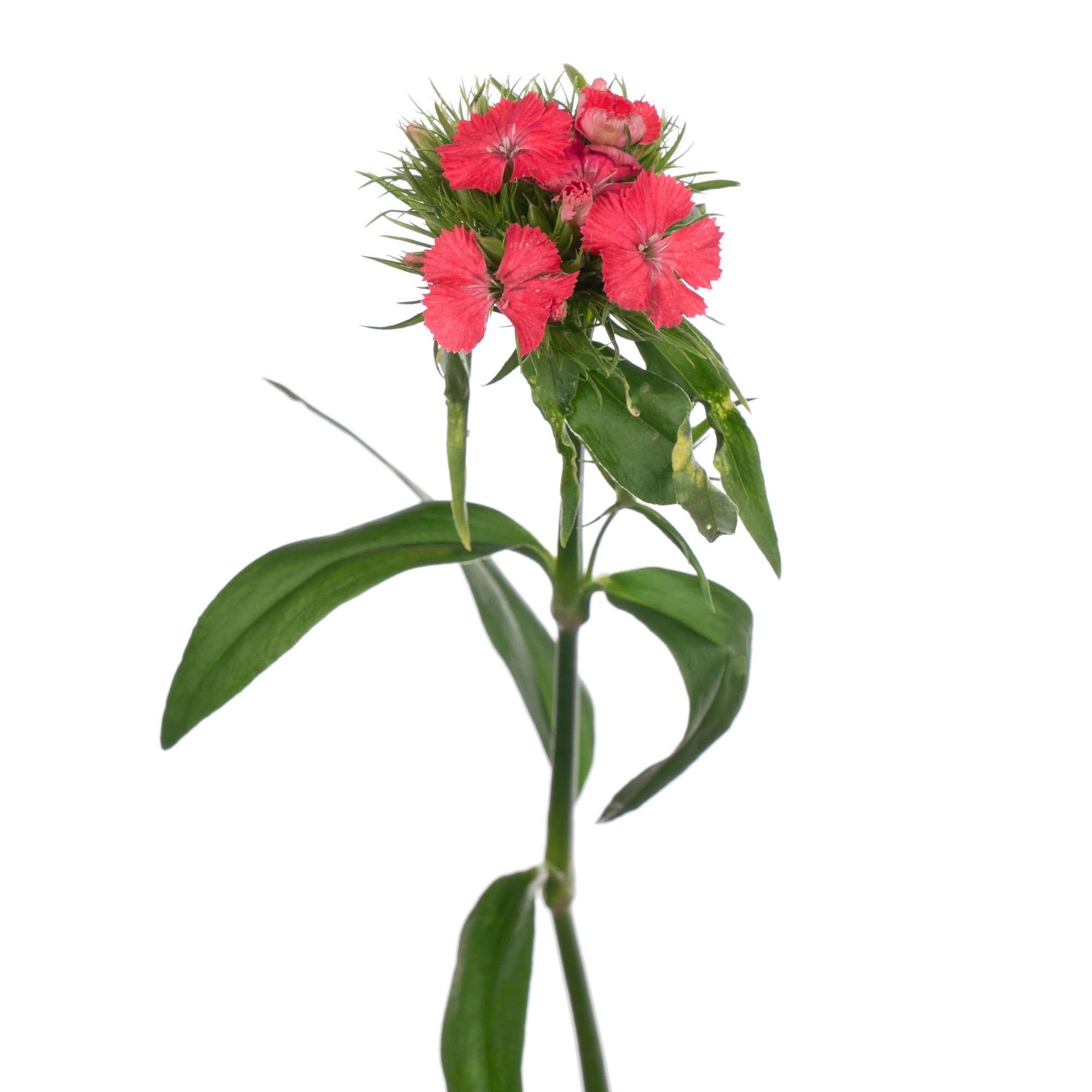 Carnation barbatus sweet will coral