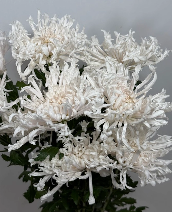 Chrysanthemum yumeno kirameki light pink