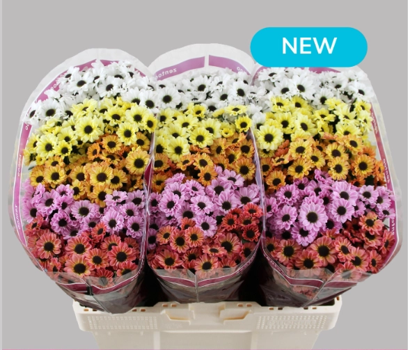 Chrysanthemum santini mix | Wholesale flowers, plants and supplies Chrysanthemum santini mix