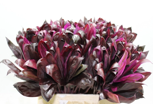 Blad Cordyline tips fire