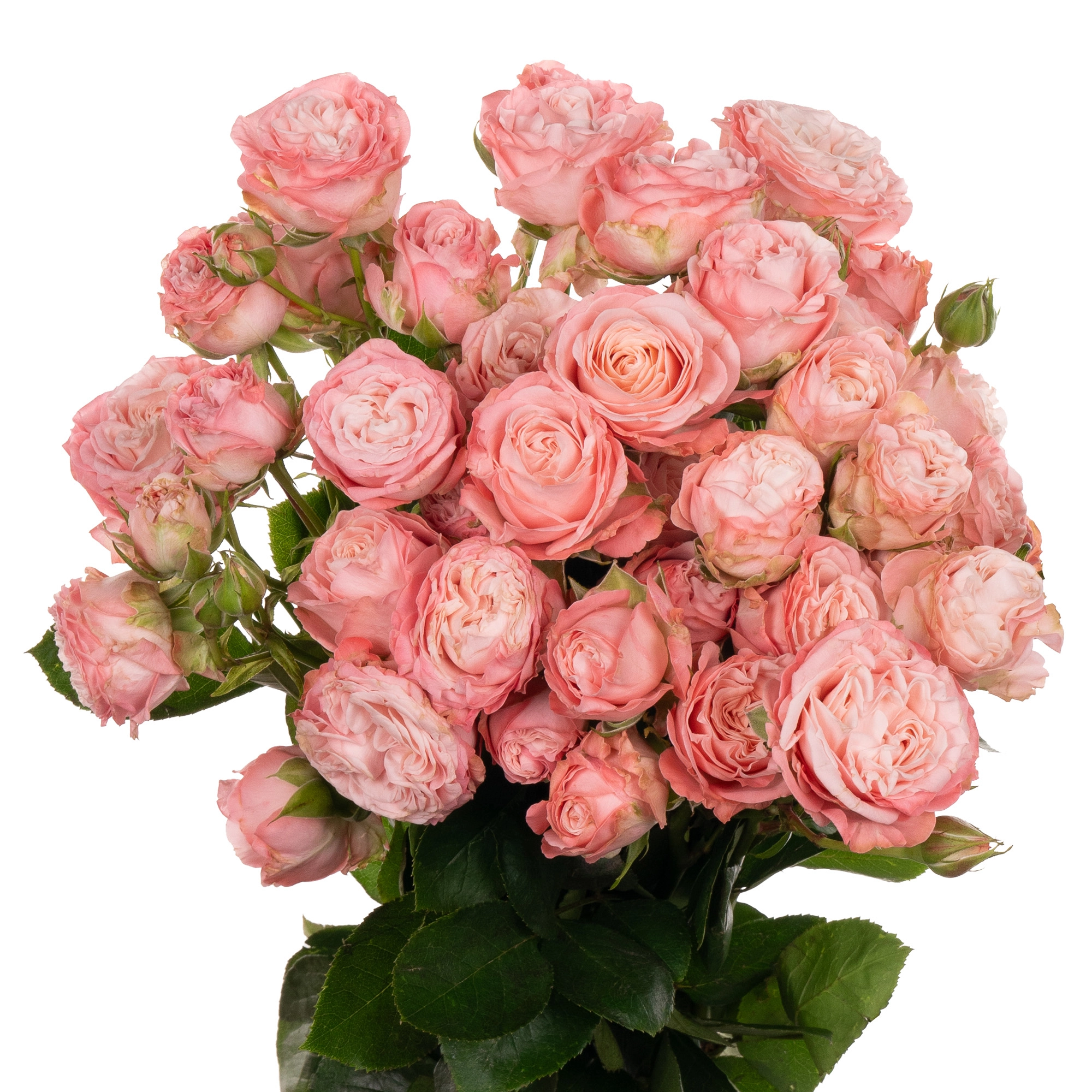 Rose spray madam bombastic | Wholesale flowers, plants and supplies Rose spray madam bombastic