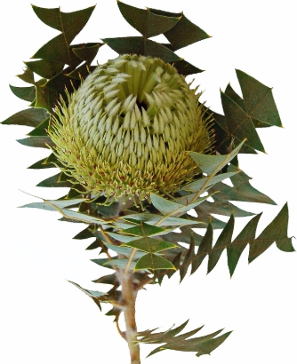 Banksia baxteri