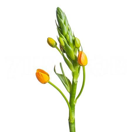 Ornithogalum sunray