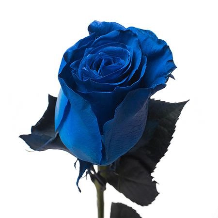 Rose tinted blue | Wholesale flowers, plants and supplies Rose tinted blue