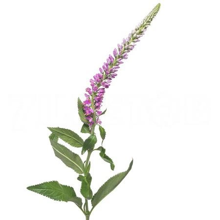 Veronica pink