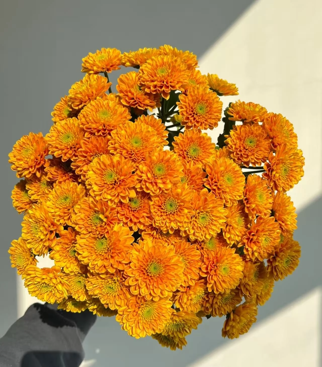 Chrysanthemum santini johny orange