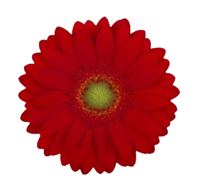 Gerbera Mini curry