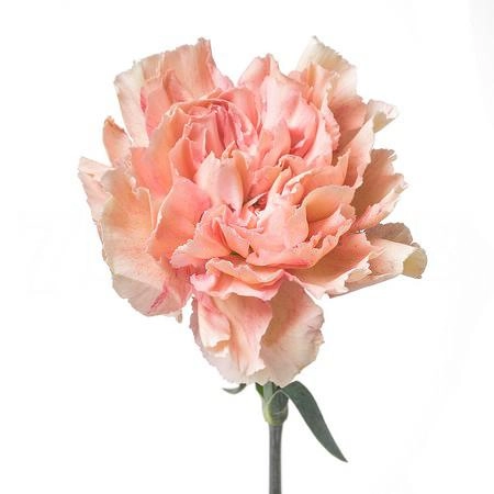 Carnation terra